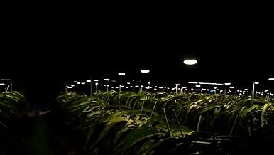 夜空下灯光璀璨的火龙果种植园视频的预览图